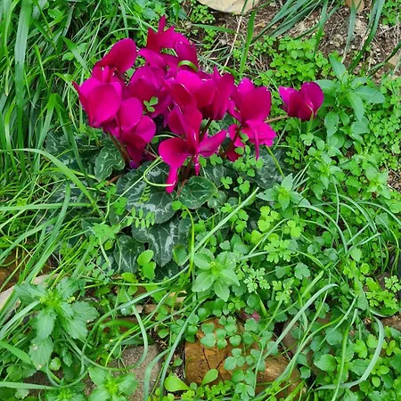 Greece - Holidays & Long - 2 Βίλα