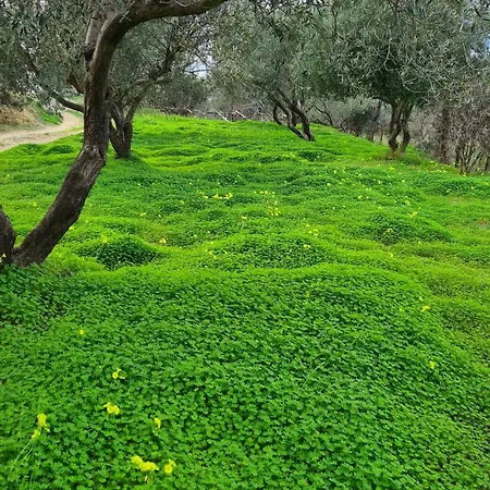 Greece - Holidays & Long - 2 * Tolofon