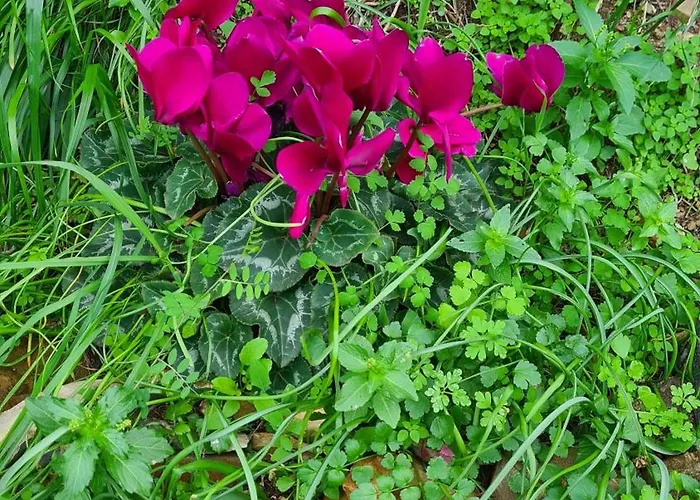 Greece - Holidays & Long - 2 Villa