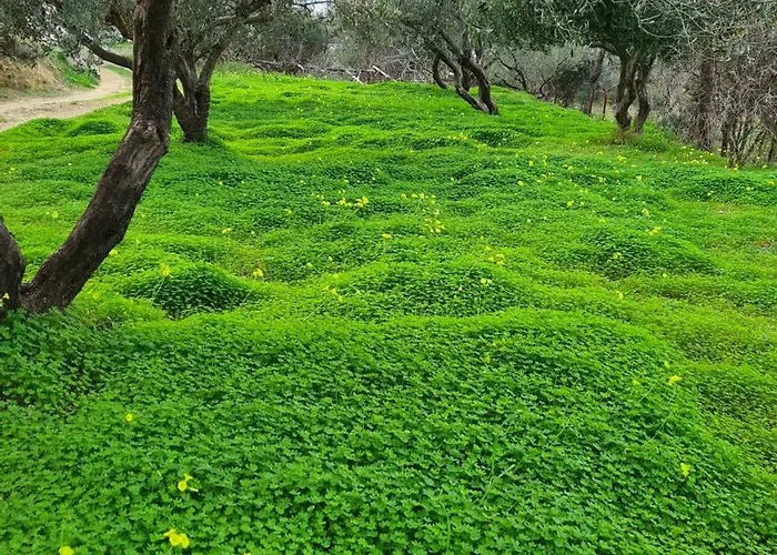 Greece - Holidays & Long - 2 * Tolofon